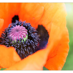 Papaver